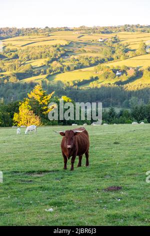 Red Devon Cow, High Bickington, Devon, Inghilterra, Regno Unito. Foto Stock