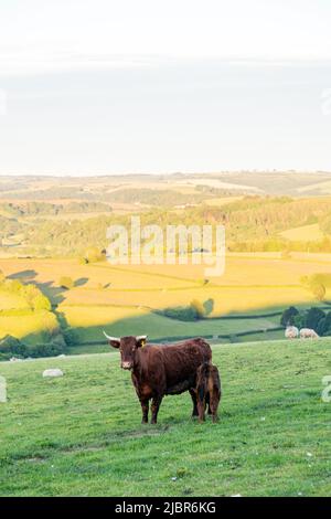 Red Devon Cows, High Bickington, Devon, Inghilterra, Regno Unito. Foto Stock