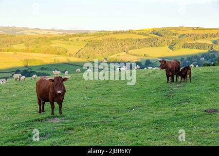 Red Devon Cows, High Bickington, Devon, Inghilterra, Regno Unito. Foto Stock