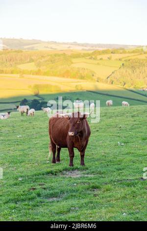 Red Devon Cow, High Bickington, Devon, Inghilterra, Regno Unito. Foto Stock