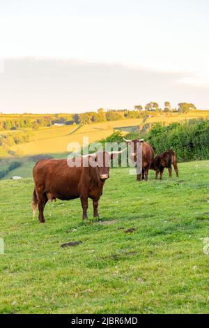 Red Devon Cows, High Bickington, Devon, Inghilterra, Regno Unito. Foto Stock