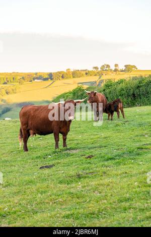 Red Devon Cows, High Bickington, Devon, Inghilterra, Regno Unito. Foto Stock