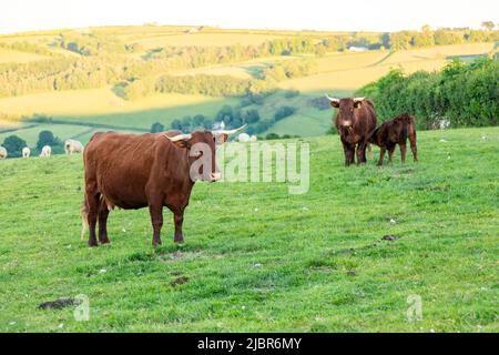 Red Devon Cows, High Bickington, Devon, Inghilterra, Regno Unito. Foto Stock