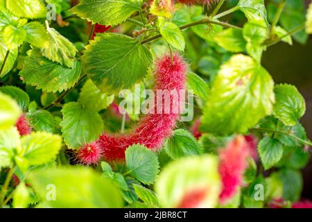 Rosso brillante Fox Tail pianta (Acalypha Pendula) fiori soffici con foglie verdi nel giardino in primavera. Foto Stock