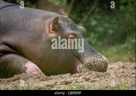 Ippopotamo a terra. Ritratto di un anfibio sonnolento giovane ippopotamo. Ippona. Comune ippopotamo. Fiume ippopotamo. Relax. Foto Stock