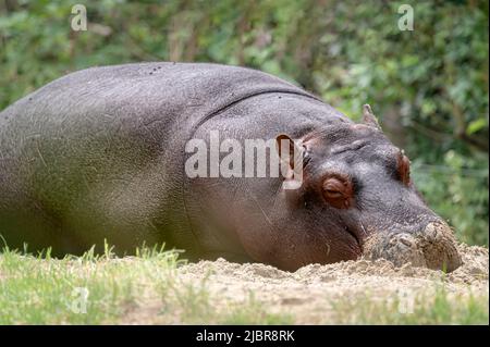 Ippopotamo a terra. Ritratto di un anfibio sonnolento giovane ippopotamo. Ippona. Comune ippopotamo. Fiume ippopotamo. Relax. Foto Stock