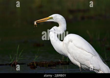 Grande Egret con una rana sul fiume Chobe Botswana Foto Stock