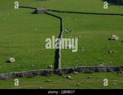 Campi a Norber vicino ad Austwick nelle valli dello Yorkshire Foto Stock