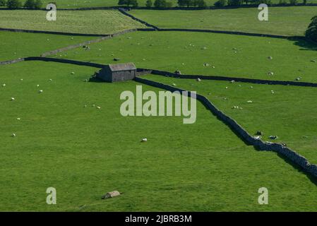 Campi a Norber vicino ad Austwick nelle valli dello Yorkshire Foto Stock