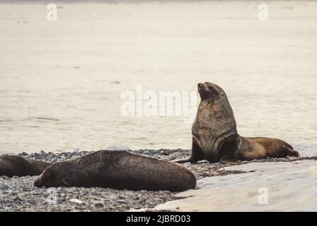 Foche FUE in Antartide. Port Lockroy Foto Stock