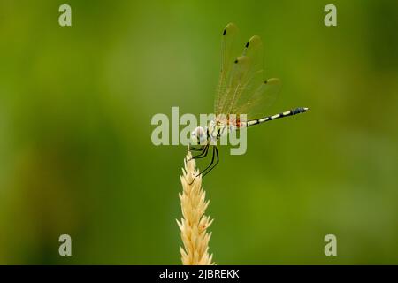 Dragonfly seduto in cima al fiore di mais. Foto Stock