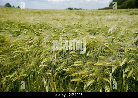 Un campo di grano verde in estate, primo piano di piante di cereali, Limburgo, Paesi Bassi. Foto Stock