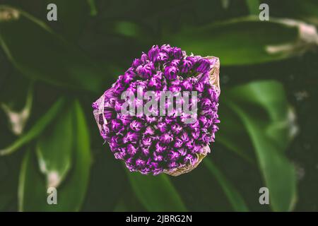 La sua prima primavera e questa pianta di cipolla gigante è vicina alla fioritura. Una vista dall'alto come fiorisce. Allium giganteum Regel Foto Stock