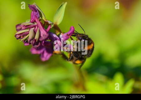 Bumblebee bere nettare dal fiore viola Corydalis cava Foto Stock