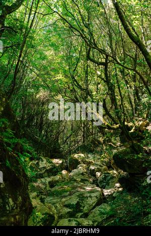 Foresta di quercia a Corfù Grecia. Parte del sentiero di Corfù. Foto Stock