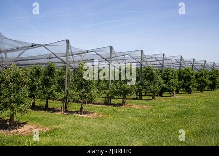 Moderno frutteto di mele con reti protettive contro la grandine in primavera Foto Stock