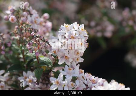 I bellissimi fiori rosa pallido di Deutzia x Hybrid 'Mont Rose'. Una primavera fioritura giardino arbusto in primo piano. Copiare lo spazio a destra. Foto Stock