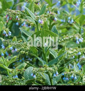 Piccola campana di fiori blu. Symphytum officinale. Pianta medicinale. Messa a fuoco selettiva Foto Stock