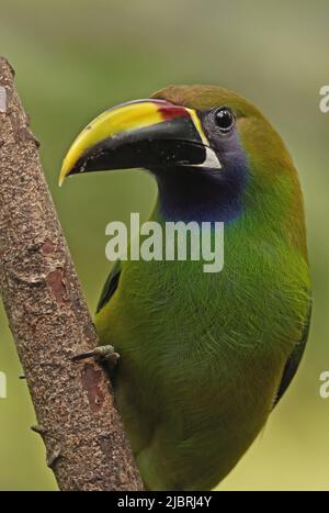 Toucanet blu-gola (Aulacorhynchus caeruleogularis caeruleogularis) primo piano di adulto arroccato sul ramo Costa Rica Marzo Foto Stock