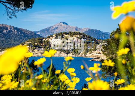 Camomilla gialla di fronte alla baia Cala de Santa Ponsa con edifici residenziali illuminati di sole Costa de la calma sullo sfondo. Foto Stock