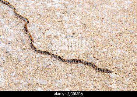 Il pino di furry i caterpillars processionari in una fila diffondono i capelli velenosi allergenici (Traumatocampa Pityocampa), una peste di ritorno di primavera a Mallorca. Foto Stock