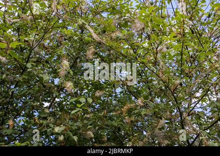 Rete di seta della falena di mela erminio, chiamata anche Yponomeuta malinellus o Apfel Gespinstmotte Foto Stock