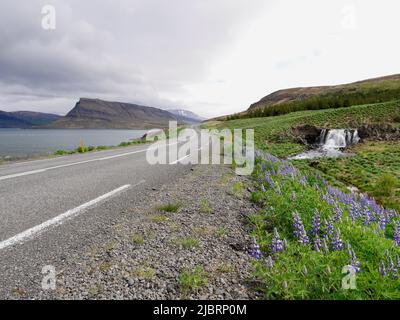 Strada islandese panoramica a Hvalfjordur, cascata Fossarett con lupini blu. Foto di alta qualità Foto Stock