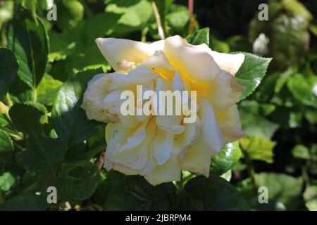 Bella rosa gialla in piena fioritura Foto Stock