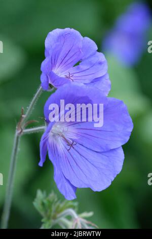 Prato gru-becco fiore primo piano. Macro fiori blu estate, fuoco selettivo Foto Stock