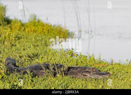 Caiman yacare riposa sull'erba sulla riva del fiume. Ibera Wetlands, Corrientes, Argentina. Foto Stock