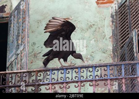 Panama, Città di Panama, avvoltoio nero (Coragyps atratus) che riposa sul balcone di una casa abbandonata nel quartiere storico casco Viejo elencato come Patrimonio Mondiale dell'Umanità dall'UNESCO Foto Stock