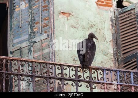 Panama, Città di Panama, avvoltoio nero (Coragyps atratus) che riposa sul balcone di una casa abbandonata nel quartiere storico casco Viejo elencato come Patrimonio Mondiale dell'Umanità dall'UNESCO Foto Stock