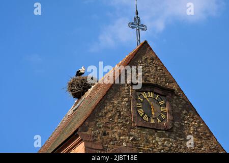 Francia, Alto Reno, Meyenheim, chiesa di Santi Pierre e Paul, campanile del 12th secolo, cicogna nel nido Foto Stock