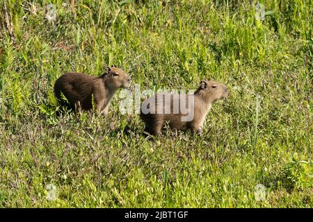 Ritratto di due bambini capybaras in erba nella Riserva Provinciale Esteros del Ibera, Corrientes, Argentina Foto Stock