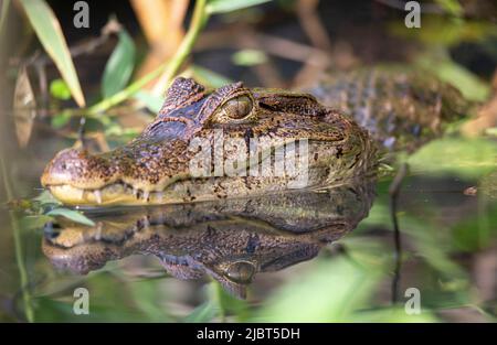 Costa Rica, Provincia del Limone, Parco Nazionale del Tortuguero, Caiman (Caiman coccodrillo) Foto Stock