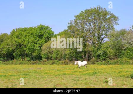 Francia, Loire Atlantique, Plesse, prato riempito di Buttercups (Ranunculus repens) con un cavallo Foto Stock