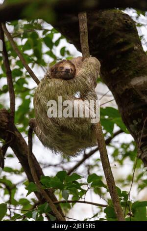 Costa Rica, provincia d'Alajuela, paresseux à gola brune (Bradypus variegatus), 3 doigts Foto Stock