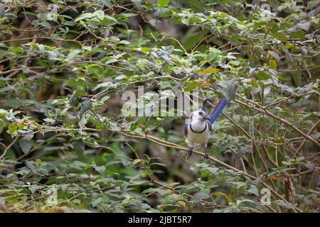 Costa Rica, Provincia di Alajuela, Jay (Calocitta formosa) Foto Stock