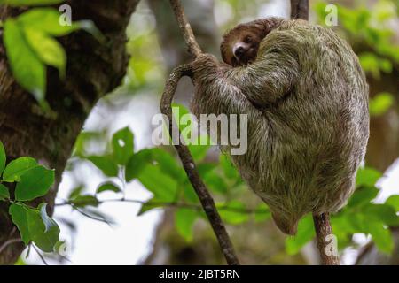 Costa Rica, provincia d'Alajuela, paresseux à gola brune (Bradypus variegatus), 3 doigts Foto Stock