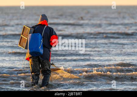 Francia, Somme, Ault, due ore prima della bassa marea, i pescatori vengono con la loro rete per pescare i gamberetti (crangon crangon) spingendo questa rete di fronte a loro e camminando lungo il mare di fronte Foto Stock