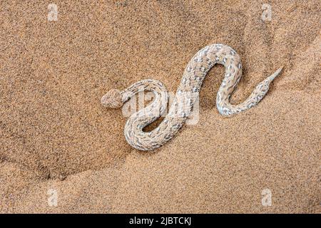 Namibia, Skeleton Coast, regione di Erongo, Swakopmund, Namib Desert, Viper del deserto della Namibia o Viper di Peringuey (Bitis peringueyi) Foto Stock