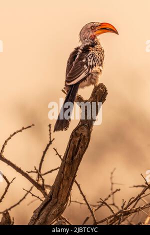 Namibia, regione di Kunene, Parco Nazionale di Etosha, tra i campi di Halali e Namutoni, Hornbill con fatturazione gialla (Tockus flavirostris) Foto Stock