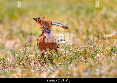 Namibia, regione di Otjozondjupa, Grootfontein, campo meteorite, Hoopoe (Upupa epops) Foto Stock