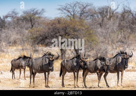 Namibia, regione di Kunene, Parco Nazionale di Etosha, la più selvaggiina azzurra o la più selvaggiina dalla coda nera (Connochaetes taurinus) Foto Stock