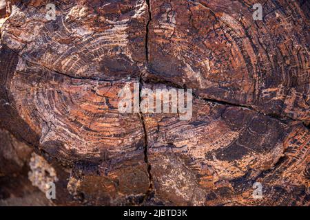 Namibia, regione di Kunene, Damaraland, Khorixas, foresta pietrificata risalente a 260 milioni di anni fa, patrimonio mondiale dell'UNESCO Foto Stock