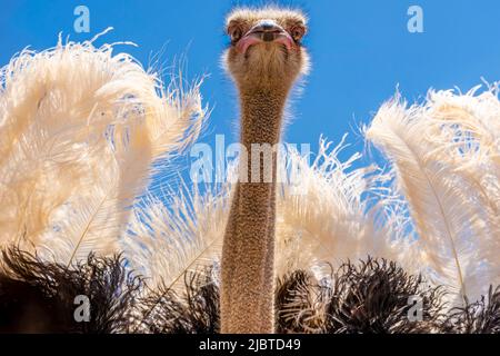 Namibia, regione di Kunene, Damaraland, Kamanjab, campeggio Oppi-Koppi, Struzzo africano (Struthio camelus), maschio in parata Foto Stock