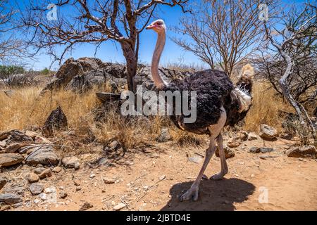 Namibia, regione di Kunene, Damaraland, Kamanjab, campeggio Oppi-Koppi, Struzzo africano (Struthio camelus), maschio Foto Stock