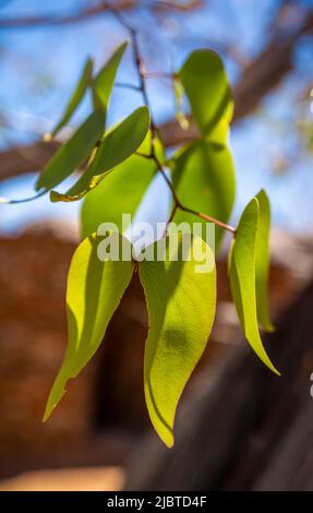 Namibia, regione di Kunene, Damaraland, Palmwag, Grootberg, Hoada Camp, foglie di mopane o Mopani (Colofosfermum mopane) Foto Stock