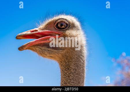 Namibia, regione di Kunene, Damaraland, Kamanjab, campeggio Oppi-Koppi, Struzzo africano (Struthio camelus), maschio Foto Stock