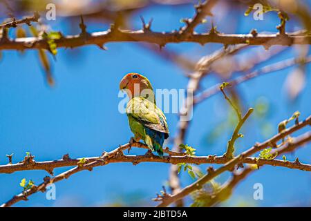 Namibia, regione di Kunene, Damaraland, Kamanjab, campeggio Oppi-Koppi, Lovebird (Agapornis sp.) Foto Stock